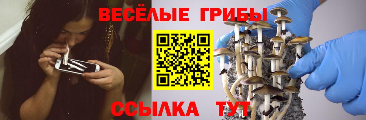 Зеленогорск  Псилоцибиновые грибы Psilocybine cubensis  Вход с VPN 